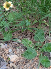 Geum sylvaticum, photograph author not stated, no rights reserved