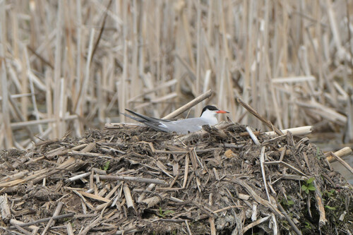 iNaturalist image