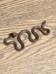 Diadophis punctatus modestus