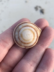 Caracolus