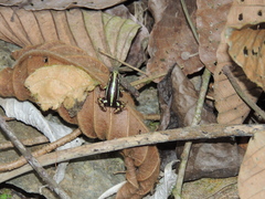 Epipedobates anthonyi