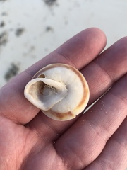 Caracolus
