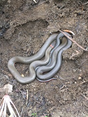 Diadophis punctatus modestus