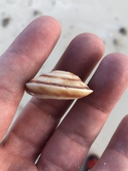 Caracolus