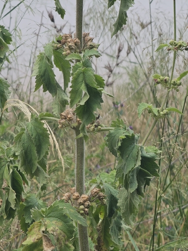Scrophularia grandiflora
