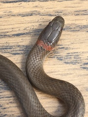 Diadophis punctatus modestus