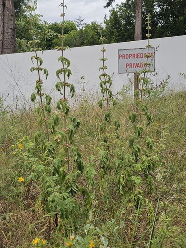 Scrophularia grandiflora, photograph 2