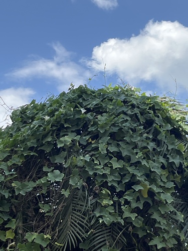 Ivy gourd