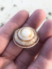 Caracolus