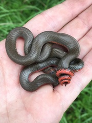 Diadophis punctatus modestus