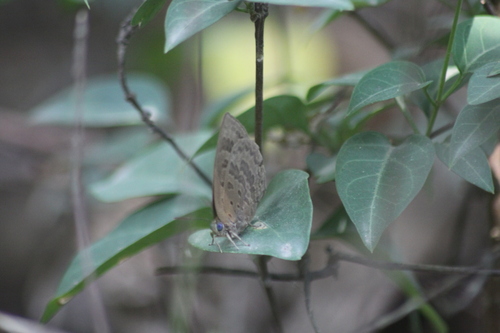 Arhopala asinarus
