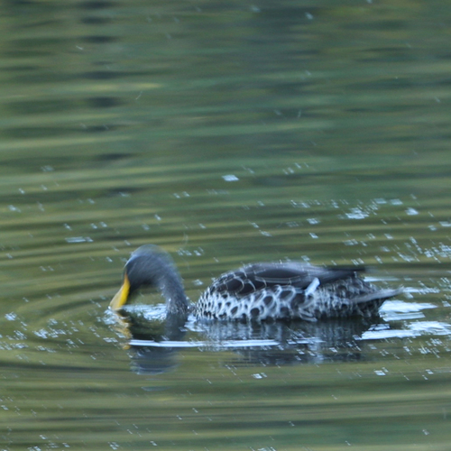 iNaturalist image