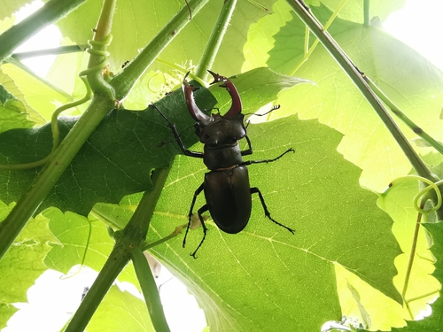 European Stag Beetle