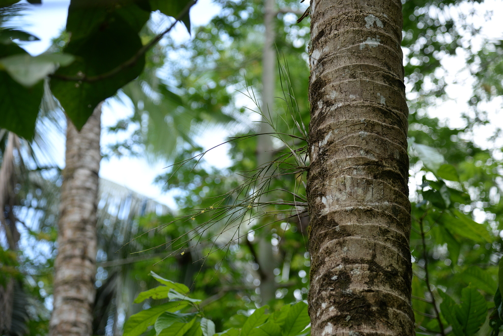 Dendrobium gerlandianum Kraenzl.