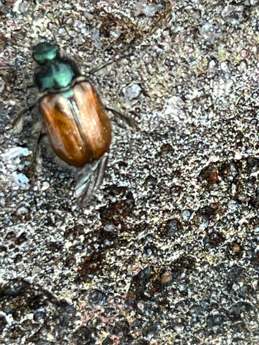 Garden Chafer