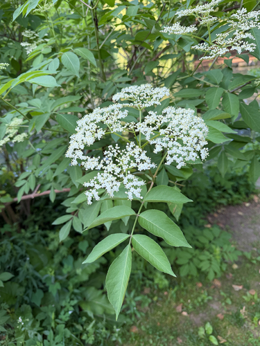 American black elderberry