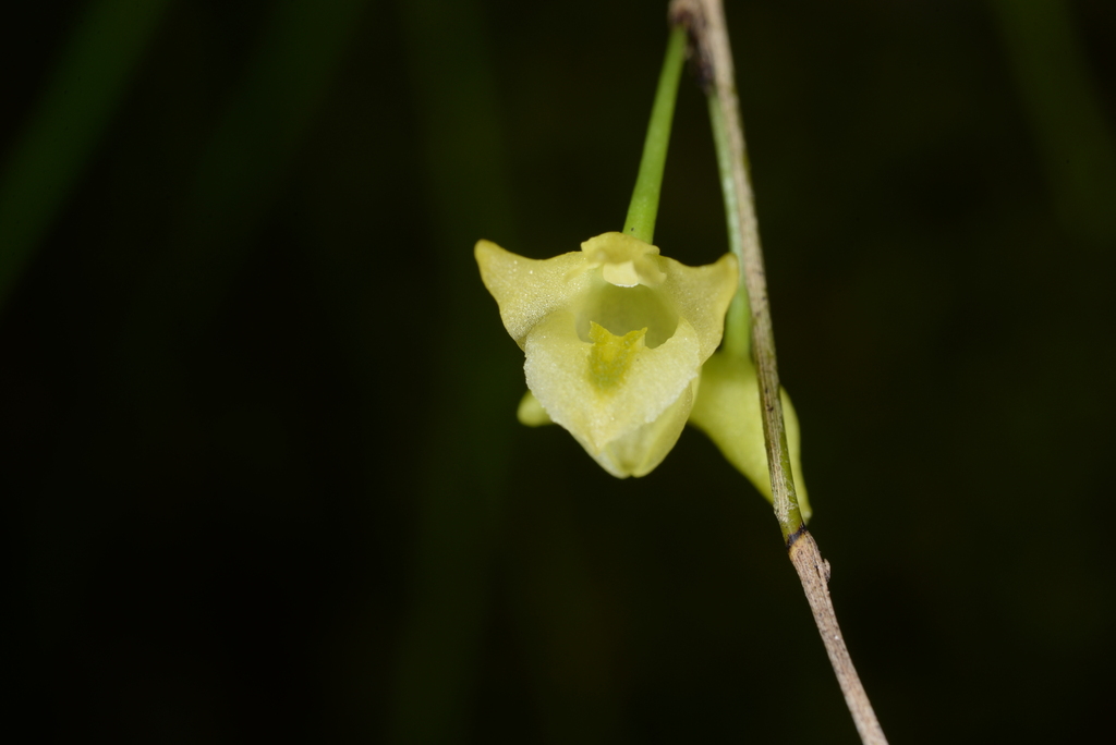 Dendrobium gerlandianum Kraenzl. 2