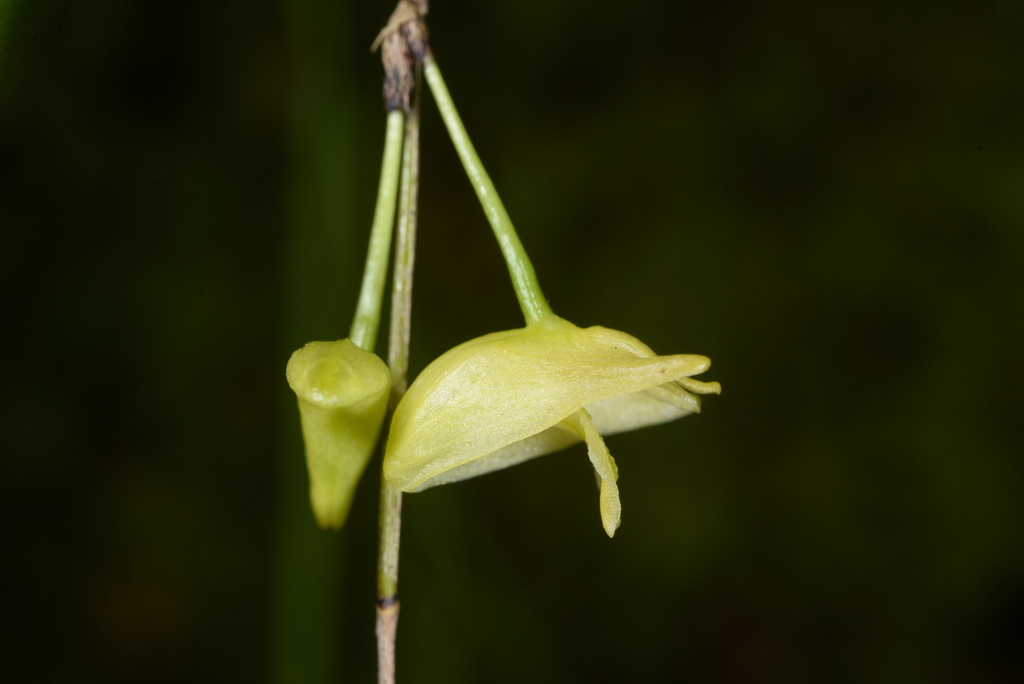 Dendrobium gerlandianum Kraenzl. 3