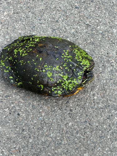Pond Slider