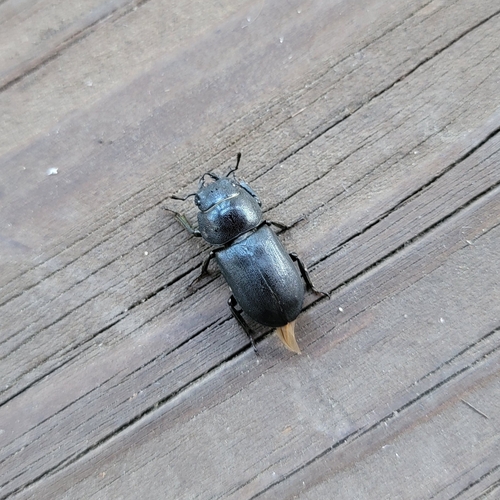 Lesser Stag Beetle