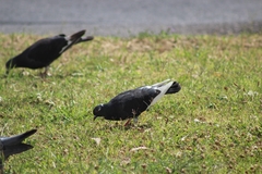 Columba livia domestica
