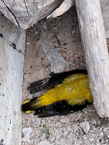 Eurasian Golden Oriole