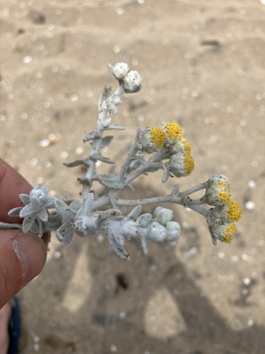 Cottonweed