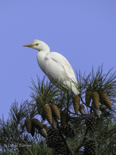iNaturalist: (c) David Barros Cardona, some rights reserved (CC BY-NC), uploaded by David Barros Cardona iNaturalist image