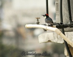 Melanerpes formicivorus