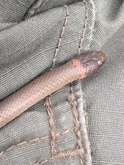 Diadophis punctatus modestus