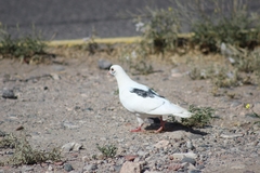 Columba livia domestica