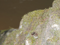 Epipedobates anthonyi