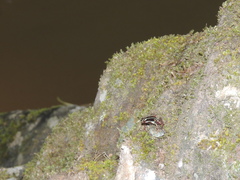 Epipedobates anthonyi