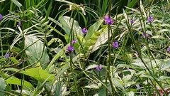 Xylocopa phalothorax