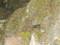 Epipedobates anthonyi