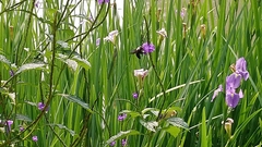 Xylocopa phalothorax