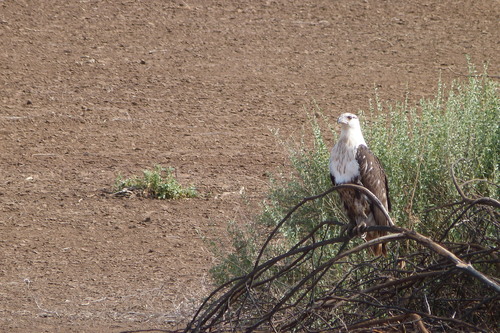 iNaturalist: (c) Francisco J. Serrano Eizaguerri, some rights reserved (CC BY-NC), uploaded by Francisco J. Serrano Eizaguerri iNaturalist image