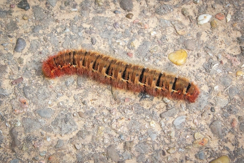 Oak Eggar