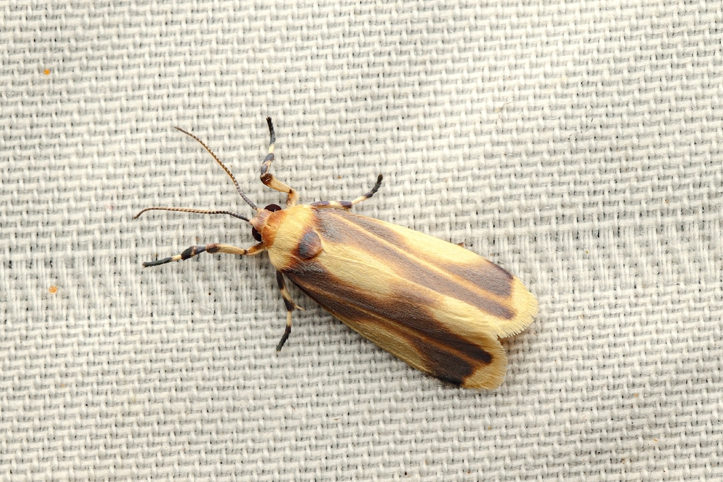 Rhabdatomis mandana