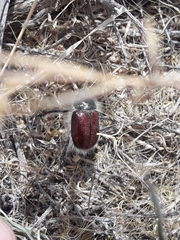 Paracotalpa granicollis
