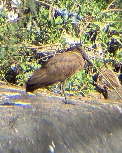 iNaturalist image