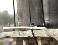 Melanerpes formicivorus