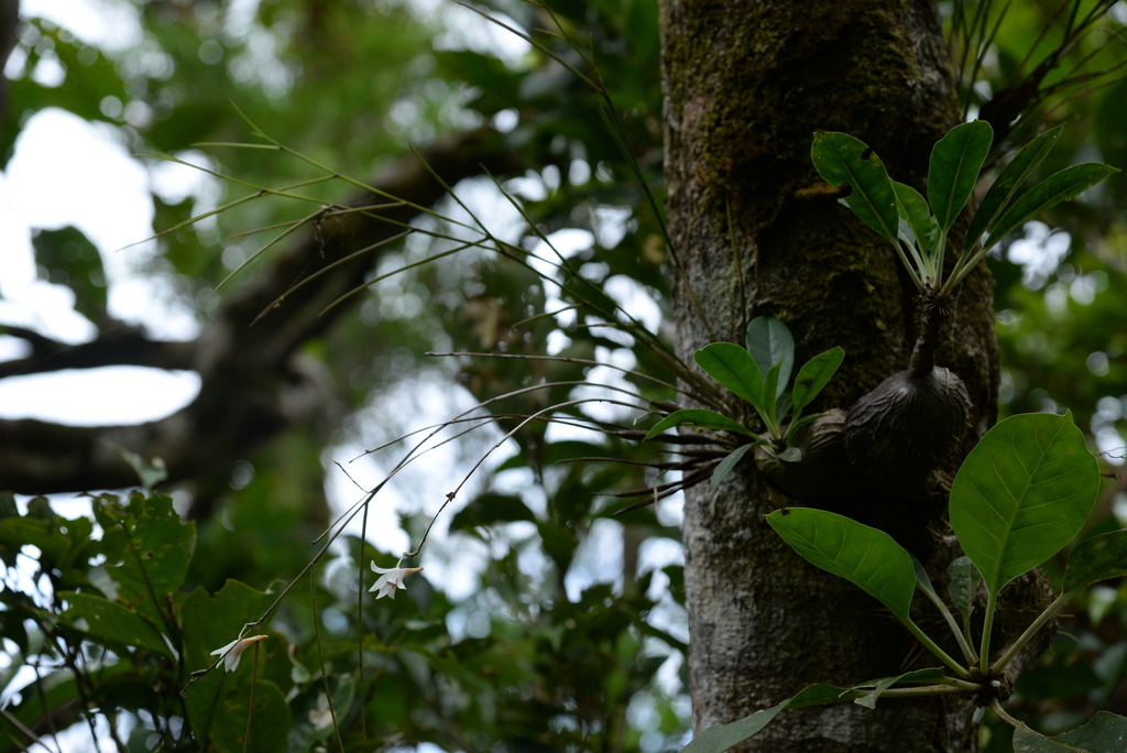 Dendrobium polytrichum Ames 2