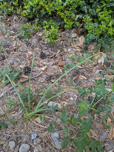Narcissus moschatus, photograph 2