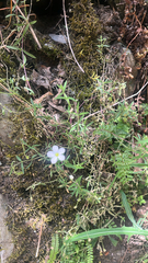 Arenaria montana, photograph (c) Daniel Castanhal García, some rights reserved (CC BY)