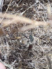 Paracotalpa granicollis