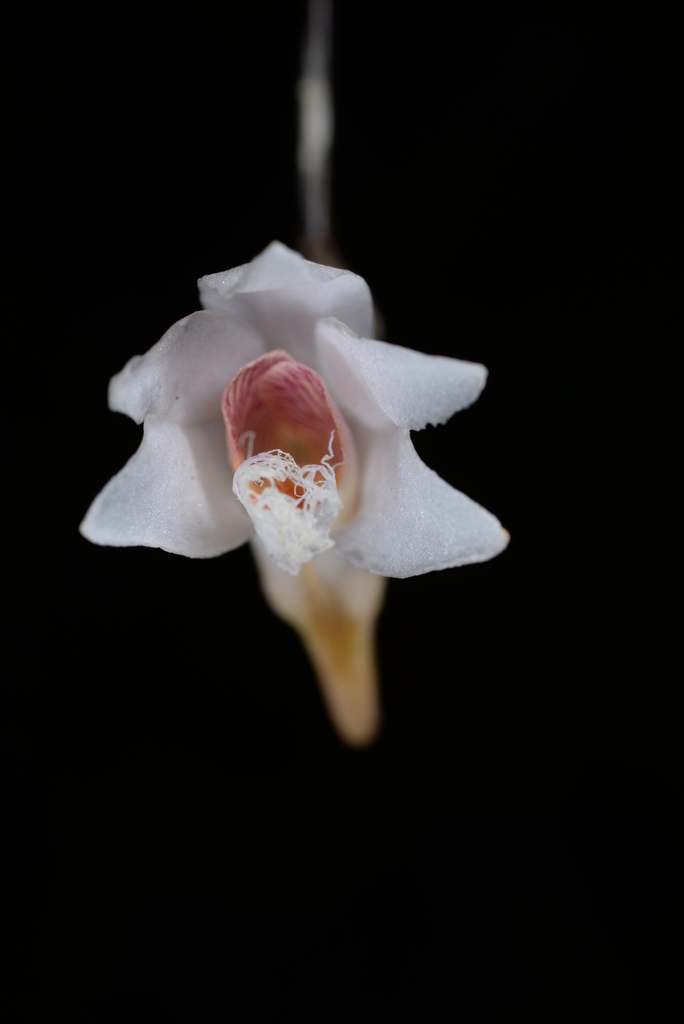 Dendrobium polytrichum Ames