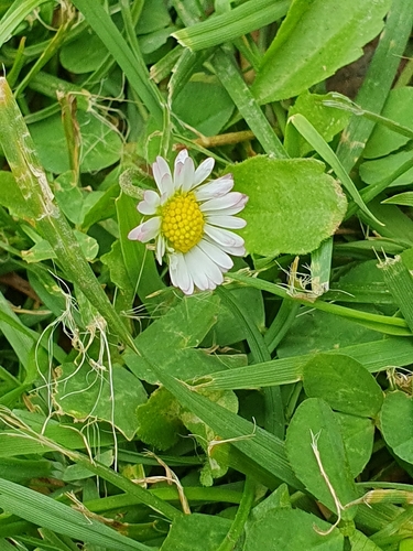 Lawn daisy