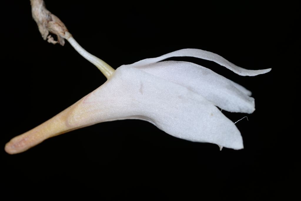 Dendrobium polytrichum Ames 3
