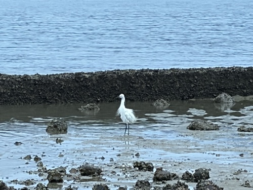iNaturalist image